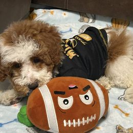 Poodles and Shih Tzus from Pauley’s Shihtzus and Poodles