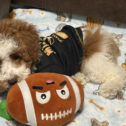 Poodles and Shih Tzus from Pauley’s Shihtzus and Poodles