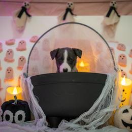 Border Collie, Papillon, Sporty Mix, and Whippet Puppies from Old Hemp Border Collies / Open Horizon Sport Dogs