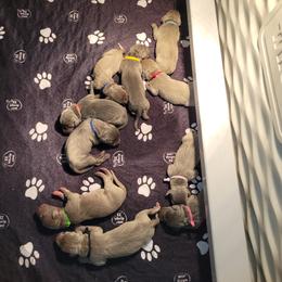 Silver Female 2 - Silver gray female Weimaraner puppy in Kingwood, Texas from Desert Rose Weimaraners