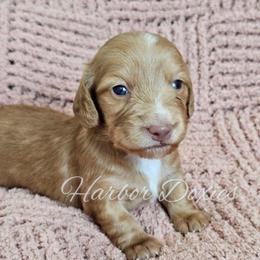 Nutter Butter - Red male Dachshund puppy in Panama City, Florida from Harbor Doxies