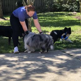 Shetland Sheepdog Puppies from Landers Majestic Shetland Sheepdogs