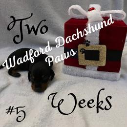 "Available female black/tan" Dachshund Puppies from Wadford Dachshund Paws