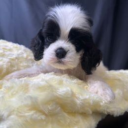Pink collar - Black and white female Cocker Spaniel puppy in Bonsall, California from CuttinBlue Farms