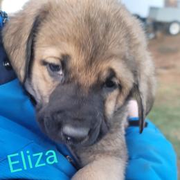 Eliza - Wolfgray female Spanish Mastiff puppy in Prosperity, Pennsylvania from Prosperity Guardians