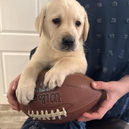 Buccaneer - White English Lab- green collar - Yellow male Labrador Retriever puppy in Isanti, Minnesota from Four Corners Family Labs