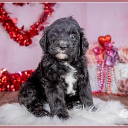 Sharp - Black and white male Bernedoodle puppy in Connersville, Indiana from Deaz Doodle Ranch