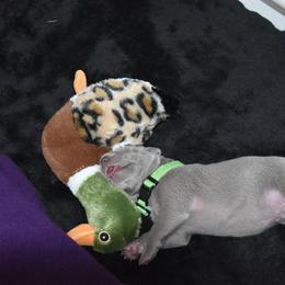 Weimaraner Puppies from Platinum Weimaraners
