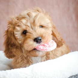 Cavapoos from Sleeping Bear Kennels