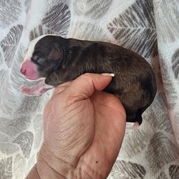 Pumpkin - Red & white male Miniature Australian Shepherd puppy in Marysville, Washington from Garay Mini Aussies