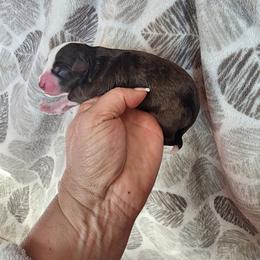 Pumpkin - Red & white male Miniature Australian Shepherd puppy in Marysville, Washington from Garay Mini Aussies