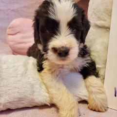 Saint Berdoodle Puppies from Dustdevil Doodles