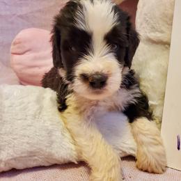 Saint Berdoodle Puppies from Dustdevil Doodles