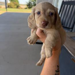 Angie Steadman - Cream female Dachshund puppy in Stamford, Texas from West Texas Miniature Dachshunds