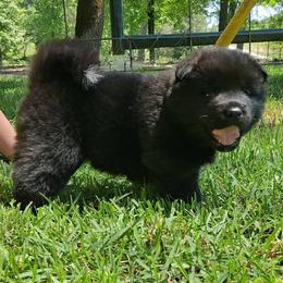 Clover - Black, silver undercoat female Akita puppy in Granbury, Texas from Folklore Akitas