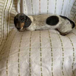 Dachshund Puppies from Destiny's Dachshunds