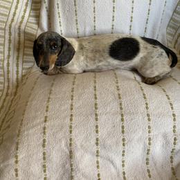 Dachshund Puppies from Destiny's Dachshunds
