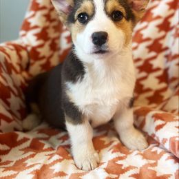 Comet - Black and tan Pembroke Welsh Corgi puppy in Chubbuck, Idaho from Sunny J Corgis and Mini Americans