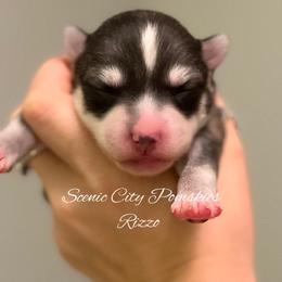 Rizzo - Silver and white female Pomsky puppy in Rossville, Georgia from Scenic City Pomskies