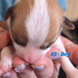 Puppy 3 - Red male Pembroke Welsh Corgi puppy in Buffalo, Wyoming from Diamond K Corgis