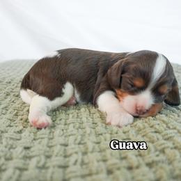 Guava Chocolate Tri Color - Chocolate female Cavalier King Charles Spaniel puppy in Nampa, Idaho from Heart Mountain Cavaliers & Floating Feathers Kennel