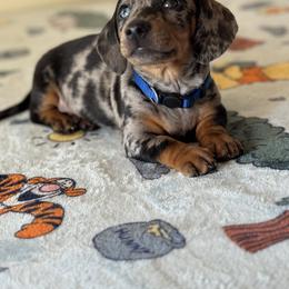 Dachshund Puppies from Wonderland Weenies
