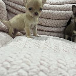 Lumière - Cream male Chihuahua puppy in Fort Myers, Florida from Gulfshore Chihuahuas