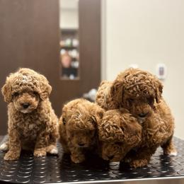 Bernedoodle, Goldendoodle, and Poodle Puppies from 4goldendoodles