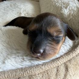 Flora - Red female Dachshund puppy in Miami, Florida from Haus Ernand Dachshunds