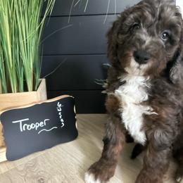 Trooper - Blue merle male Aussiedoodle puppy in Eastland, Texas from H5 Mini Doodles