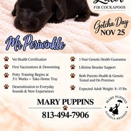 Mr Periwinkle - Black male Cockapoo puppy in Tampa, Florida from Mary Puppins