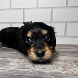 Jasper - Black and tan male Dachshund puppy in Miami, Florida from Maitime Dachshund
