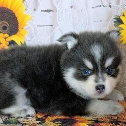 Colby (blue) - 2300 - Blue male Pomsky puppy in Spring Hill, Florida from www.PuppyTimeEmporium.com