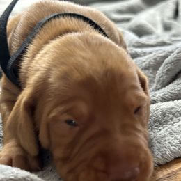 Black - Golden rust male Vizsla puppy in Maineville, Ohio from Izabella Vizslas