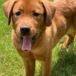 Rosie - Yellow female Labrador Retriever puppy in Carthage, North Carolina from Wicked Pines Retrievers