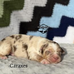 Caraxes - Red merle male Miniature Australian Shepherd puppy in Cody, Wyoming from Quartz Creek Aussies