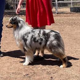 Trace - Australian Shepherd