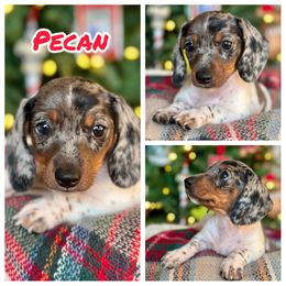 Pecan - Dapple male Dachshund puppy in Florida from Niki Humphries' Dachshunds