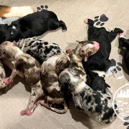 Australian Shepherd, Miniature American Shepherd, Miniature Australian Shepherd, and Toy Australian Shepherd Puppies from JKKJ Farms