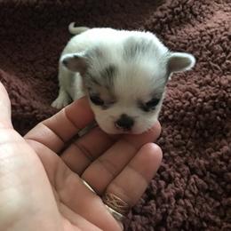 Chihuahua Puppies from Chilove Chihuahuas