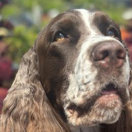 English Springer Spaniels from Woodsong European English Springer Spaniels