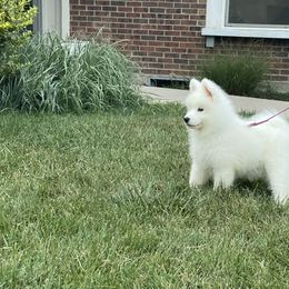 Samoyed and Shiba Inu Puppies from Wintermist Samoyeds