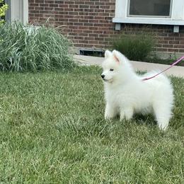Samoyed and Shiba Inu Puppies from Wintermist Samoyeds