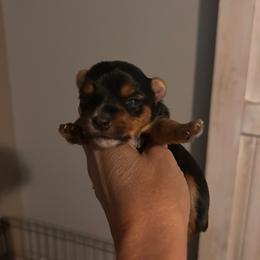Oscar - Blue and gold male Yorkshire Terrier puppy in Hot Springs, Arkansas from Weslynn Kennels