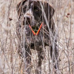 German Shorthaired Pointers from Donna's German Shorthaired Pointers