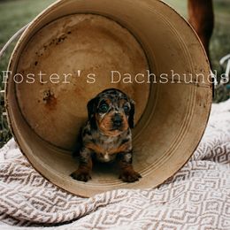 Dachshund Puppies from Foster’s Dachshunds