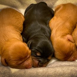 Cavalier King Charles Spaniel puppies from Sharp's Cavaliers
