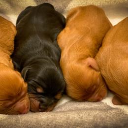 Cavalier King Charles Spaniel puppies from Sharp's Cavaliers
