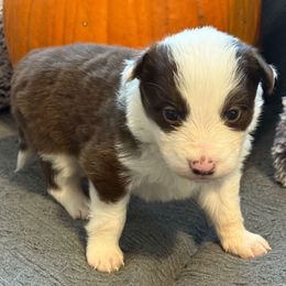 Coco Puff's - White and red male Border Collie puppy in Mckinney, Texas from Border Collies of Ruidoso