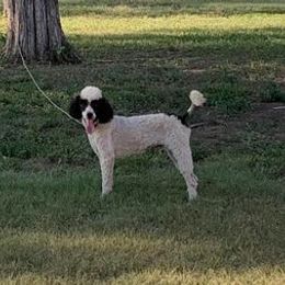 Samson - Poodle